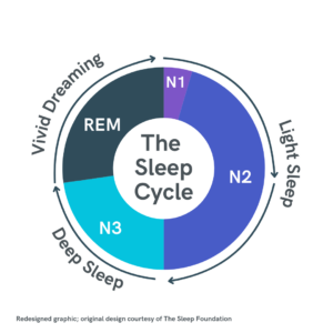 Image of the Sleep Cycle in bright colors